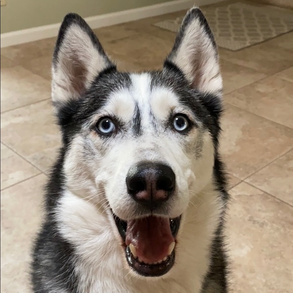 Meet your Posher, Laurie - Picture 1 of 1